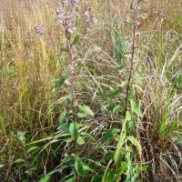 Blumea hieraciifolia var. flexuosa (C.B.Clarke) Randeria